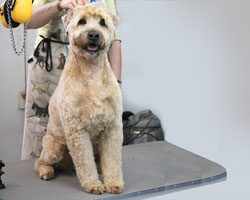 Baxter the Soft Coated Wheaten Terrier 