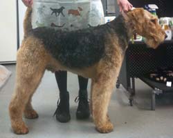Dougal the Airedale 