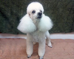 Rocco the Poodle 