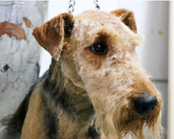Ruby the Airedale close up 